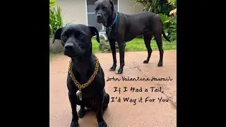 If I Had a Tail, I'd Wag it For You