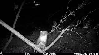 Two pine martens at feeder 1