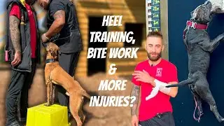 Obedience & Bite Work For A Dutch Herder & XL American Bully | Someone Gets BIT (Bad) 👀 | EP. 20
