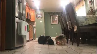 DEAD PRANK ON MY DOG!! ( GONE RIGHT )