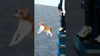 Nairo #bhosdi# wala🐱🐱🐱 #training #short #video Billi##🐱🐱
