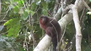 Doubtful Titi! I Don't Doubt Your Species Status!