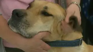 Preparing pets for a busy holiday season
