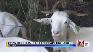 Crew of goats help landscape Dix Park in Raleigh