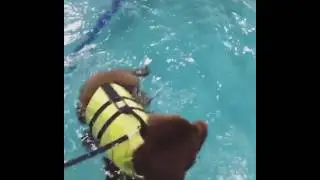Dog's First swim