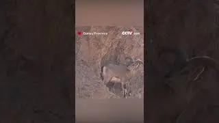 Dancers on the cliffs: Siberian Ibex gracefully navigate Gansu's steep slopes