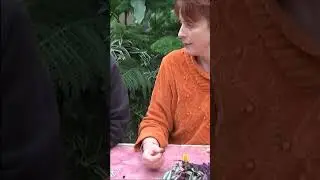 chaine de jardin: Tradescantia zebrina: Comment arroser et Bouturer: Plante verte