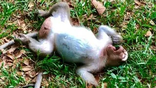 Oh Pity Sweet Pea Exhausted Coz Still Hurt His Left Leg But Mouth Is Not Hurt|