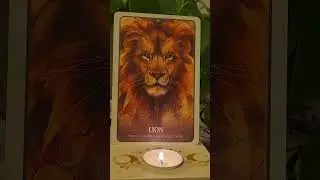 Lion: YOUR Spirit Animal's DIVINE Message of Guidance for Ascension!!!