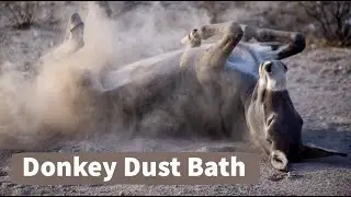Donkey Dust Bath