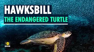 Hawksbill turtles' no. of nests tripled this year on Thai island;why are they critically endangered?