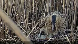 Lielais dumpis Eurasian bittern~Female is turning her five eggs~6:49 am 2023/05/10