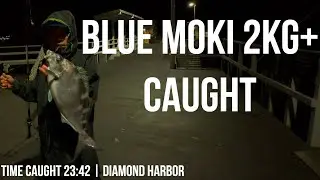 2kg+ Blue Moki Caught at Diamond Harbor (Night Fishing NZ)