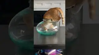 A😻  Cat In Jar || A Cat In 🐈  Fish Pot