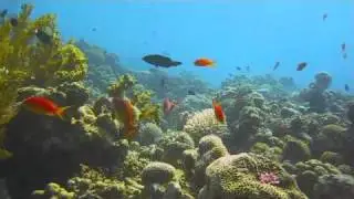 Cazar reef