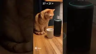 CATS vs TECHNOLOGY 😹 | When Alexa Talks Back #Shorts
