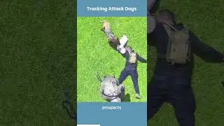 Tracking Attack Dogs - Ayios K9 #shorts