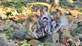 It's really nice, Jane's monkey is playing with her nieces