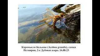 Коромысло большое (Aeshna grandis)  Самка откладывает яйца