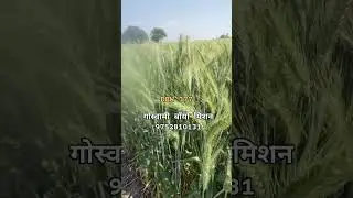 गेहूं की नई किस्म DBW 377 करण बोल्ड