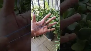 Rubber Band Magic Trick ✨#magic #magictricksvideos #handtricks #challenge #magicisreal #summervibes