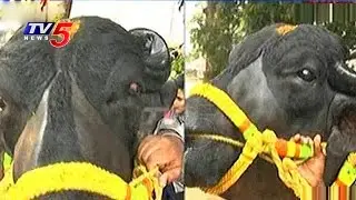 Maha Raju Bull to Participate in Sadar Festival Celebrations 2016 | TV5 News