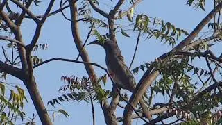 Indian Grey Hornbill | Common but very rare to spot them