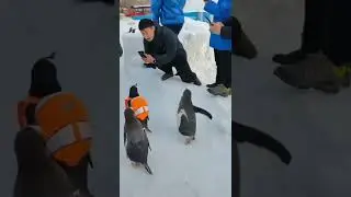 Beauty contest!)