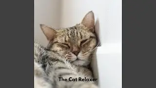 Snoozing Cat
