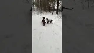 #ворона #remix #snow #лес #housemusic #зима #puppy #setters #собака #winter #music #животные #doggo