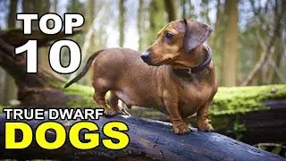 Top 10 True Dwarf Dog Breeds