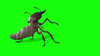 Insect/green screen.