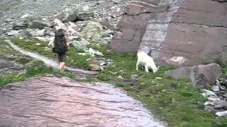 mountain goats en route to Comeau Pass