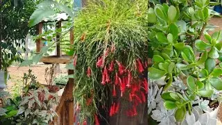 #Hoje Vamos Ver   a Organização  que eu fiz  No Meu Pequeno jardim  🏡🪴🥀🌾 