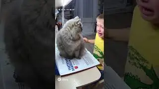 #ai #вреки #chatgpt Котик похититель книг #книга #дз #школьник #кот #милота