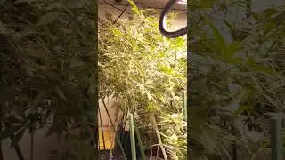 first commercial grow