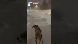 A Furry Friend Was Unsure About Venturing Out Into The Fresh Snowfall In Canada On Saturday