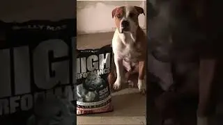 Bully Max #miejskawystawaps&oacute;w