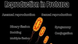 Reproduction in protozoa/sexual andasexual reproduction in protozoa/binaryfission,schizogony/budding