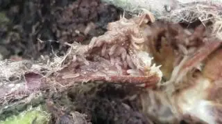 Three Species of Nitidulidae in Gerbera Crown Rot