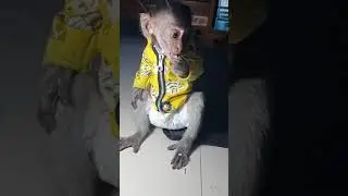 Cute Baby Monkey eat Rice, he is very fast (3)