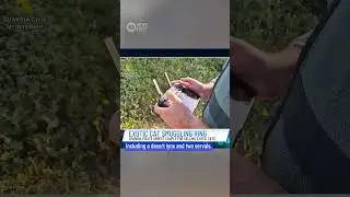Couple Arrested Over Exotic Cat Smuggling Ring In Spain | 10 News First