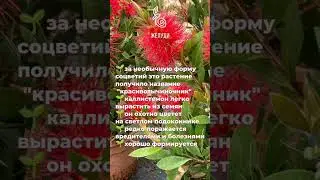 Каллистемон - растение, которое удивляет
