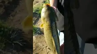 Massive CARP caught in a roadside ditch