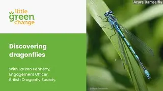 Discovering dragonflies. A speaker talk by Lauren Kennedy, British Dragonfly Society.