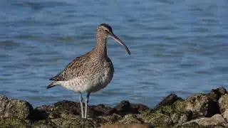 Chiurlo piccolo, Whimbrel (Numenius phaeopus)