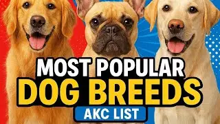 American Kennel Club (AKC) List of the most popular dog breeds #AKCPopularBreeds #DogLovers @AKC 