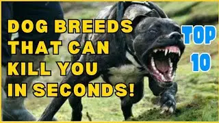 Illegal Dogs? Top Banned Breeds in Most Countries 당신을 10초안에 죽일수 있는 개 #animals #dog #top