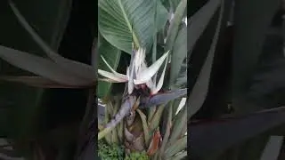 Una planta nueva com&uacute;nmente conocida como ave del para&iacute;so pero se llama Strelitzia #art #inspiration