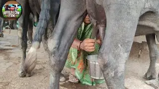 Hardworking Village Woman Milking Buffalo with Daughter to Support Family #village #hardwork #women